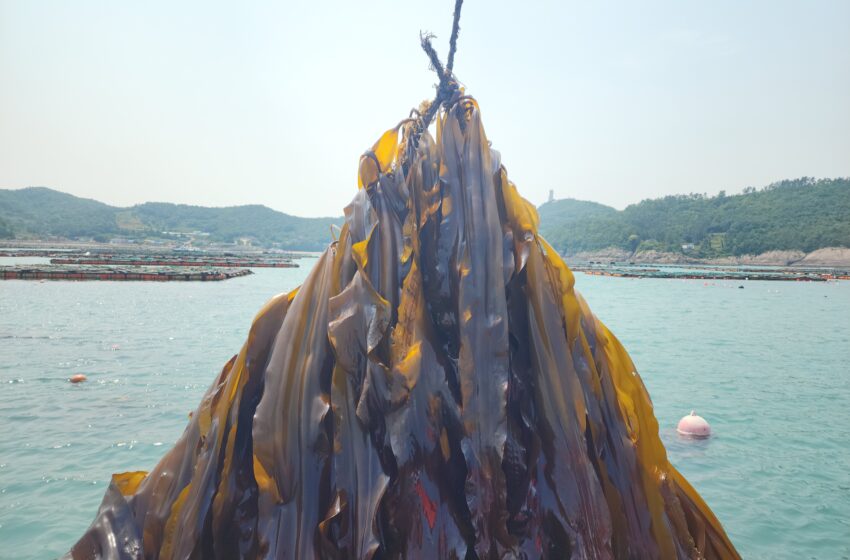  Women leadership in  the seaweed revolution in S. Korea
