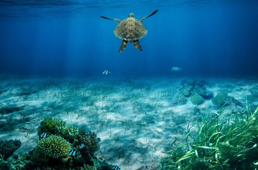 Seaweed a Solution for climate change